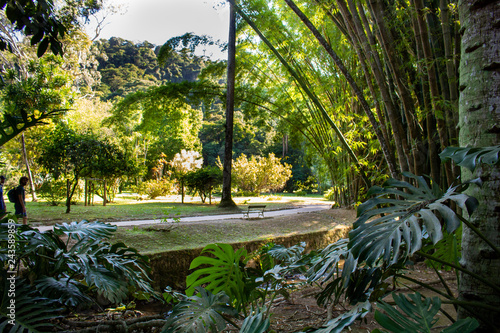  Botanical Garden of Rio de Janeiro Brazil