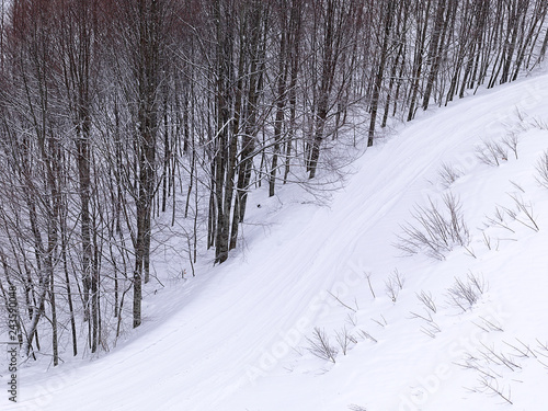 snow covered all trees at mountain photo