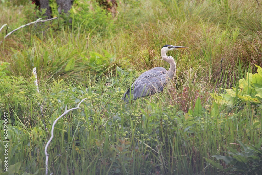 Fototapeta premium Great blue heron