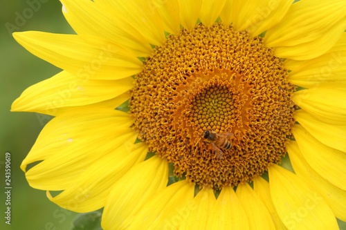 Sunflower with bee