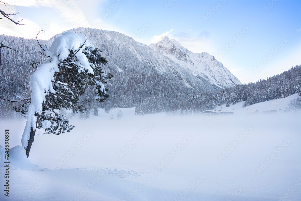 Obraz premium einsamer baum in Winterlandschaft