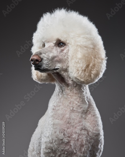 Poodle portrait1