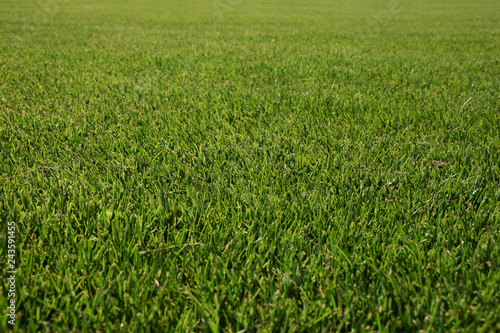 Green grass football hockey field background texture