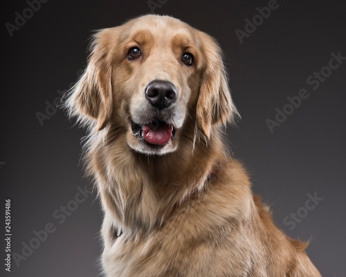 Golden retriever portrait1