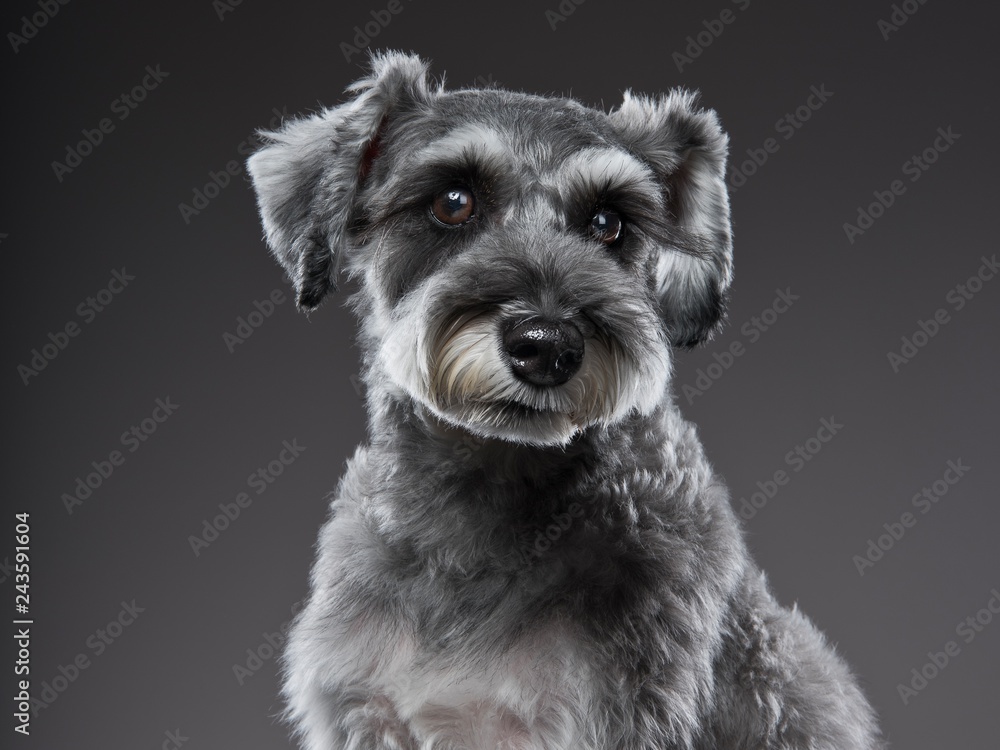 Miniature Schnauzer portrait1 Miniature Schnauzer portrait1