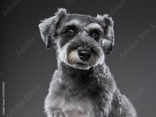 Miniature Schnauzer portrait1
