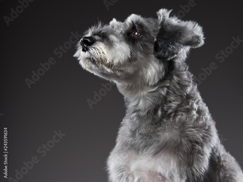 Miniature Schnauzer portrait2