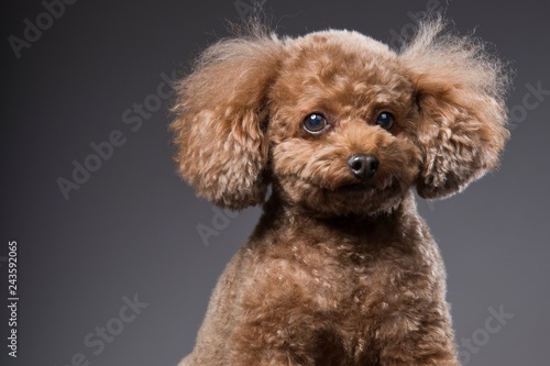Toypoodle portrait2