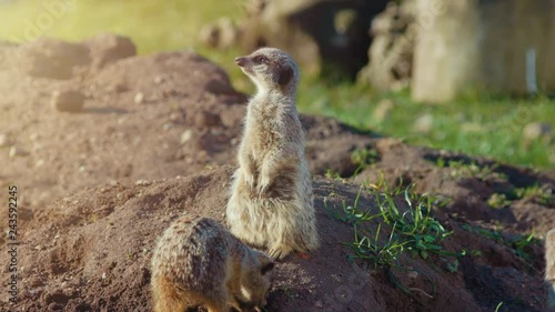 Meerkat guarding and looking for birds whilst another meerkat is digging a hole. 4K UHD. photo