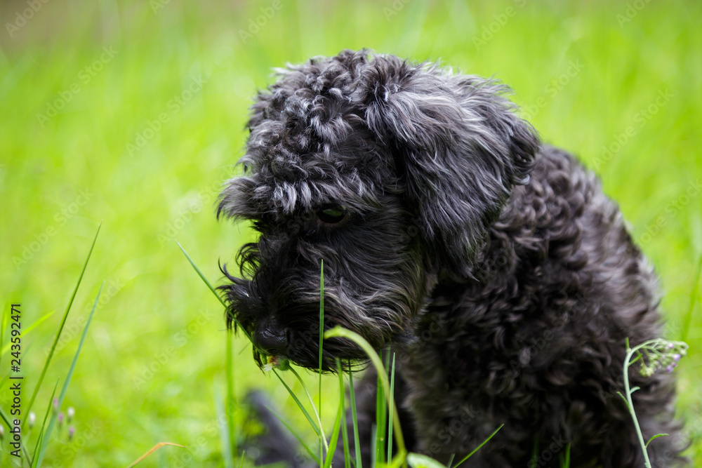 Fototapeta premium adorable cute puppy sit on grass. 