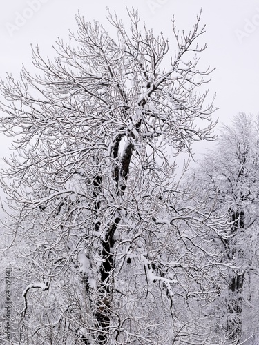 snow covered all trees at mountain photo