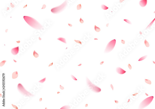 Flying cherry blossom sakura petal in springtime on white background