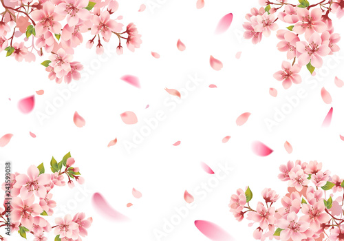 Cherry blossom sakura frame on white background © bannosuke