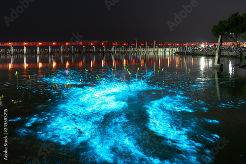 Obraz na plátne Bioluminescent Plankton Light Up the Sea, The Mesmerising Phenomenon making the Sea Glows Bright Blue at Sapan Daeng (Red Bridge) at Mutchanu Shrine, Samut Sakhon Province, Thailand