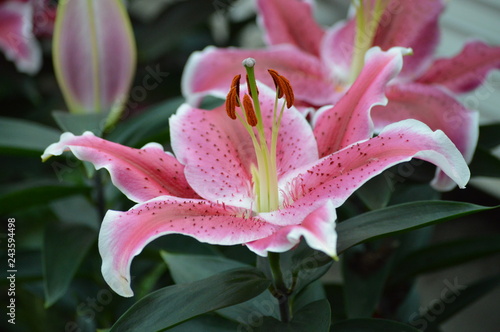 Stargazer lily in the garden