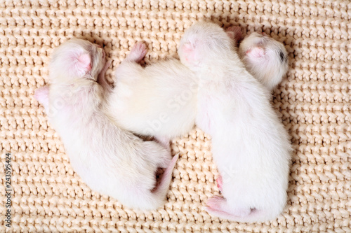 White Newborn kittens sweetly scratching