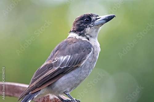 butcher bird