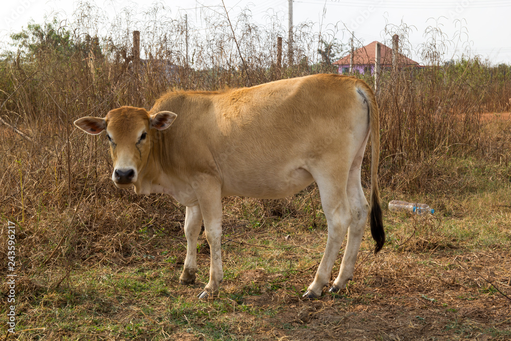 Cow in rural. Cow in rural.
