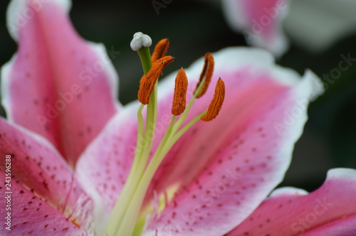Stargazer lily in the garden
