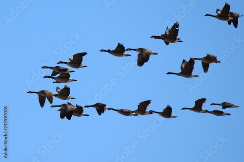 flock of geese on blue sky