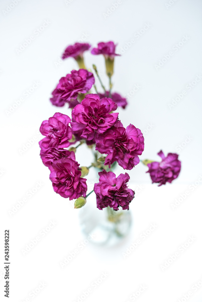 Purple Carnation in glass vase Isolated on white background Purple Carnation in glass vase Isolated on white background