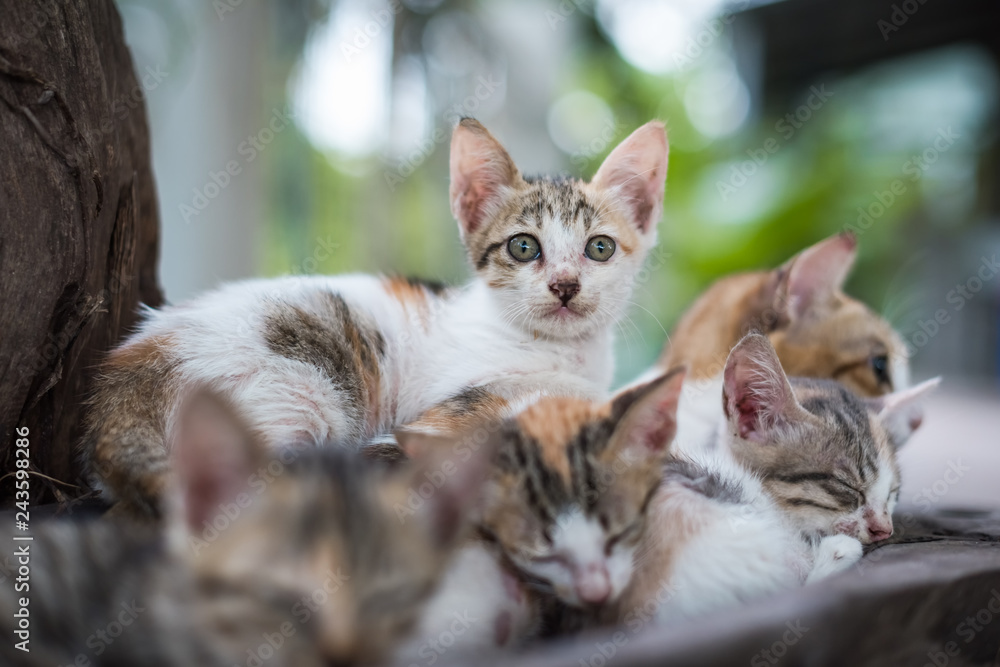 cat mom and small kitten cat mom and small kitten