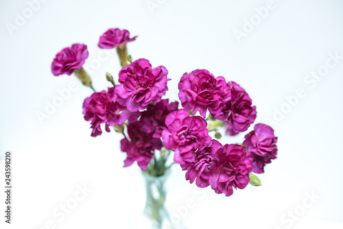 Fototapeta Naklejka Na Ścianę i Meble -  Purple Carnation in glass vase Isolated on white background
