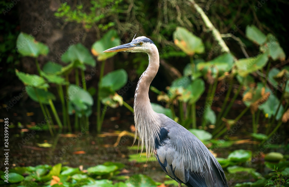 Blue Heron at Cuyahoga Valley National Park Blue Heron at Cuyahoga Valley National Park