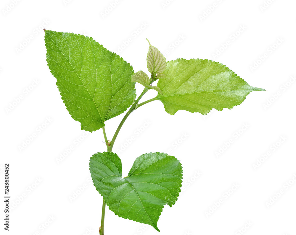 Green Mulberry leaf isolated on white background Green Mulberry leaf isolated on white background
