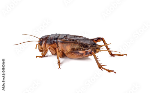 Gryllidae on a white background