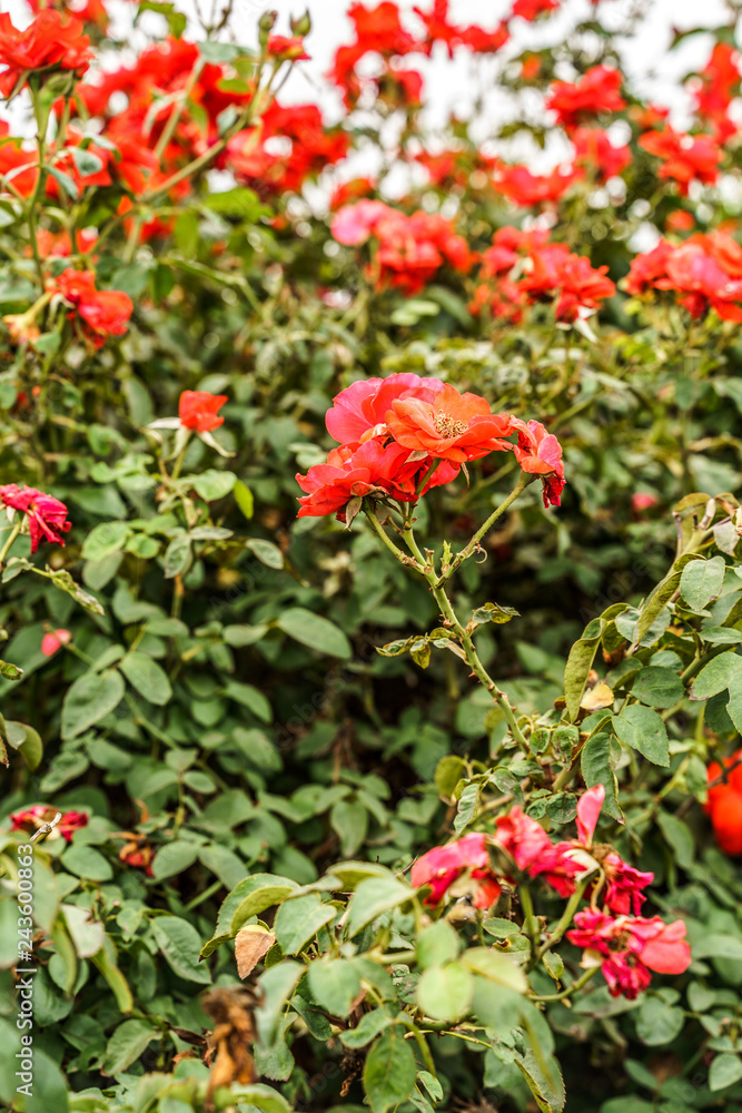 red flowers in the garden