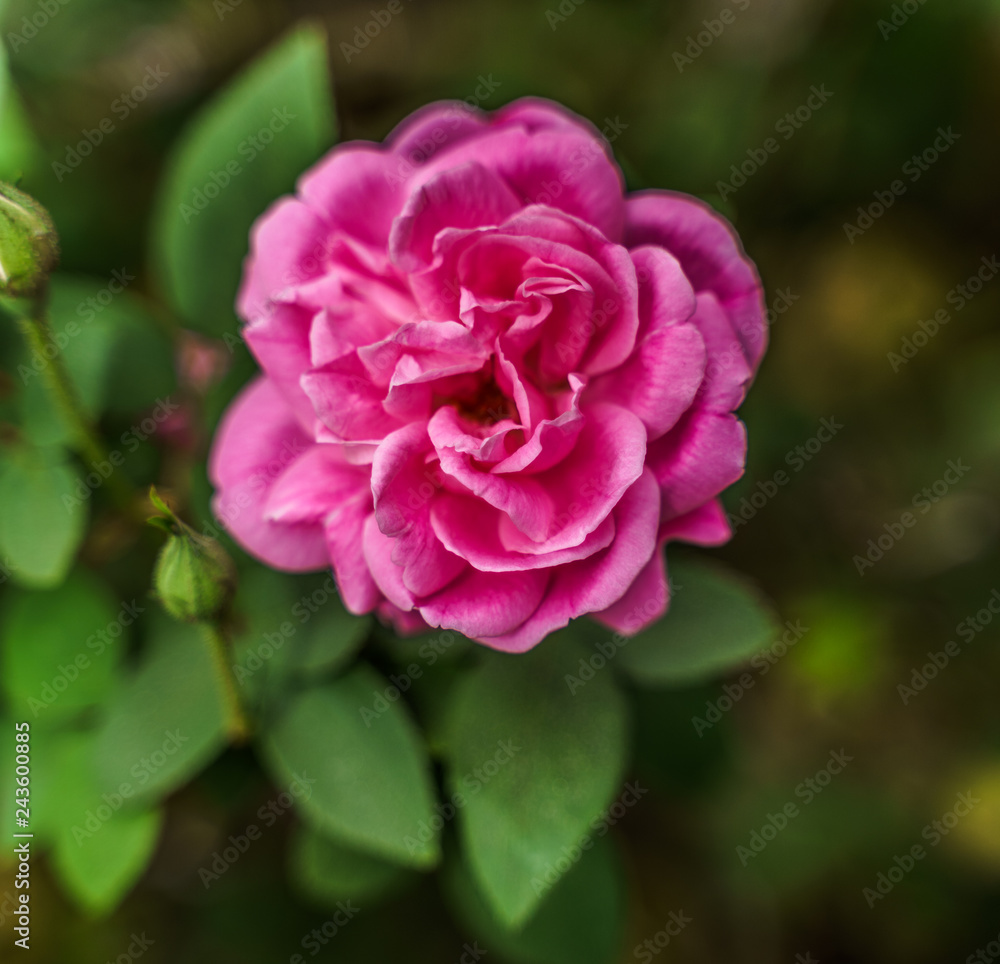 pink rose in garden