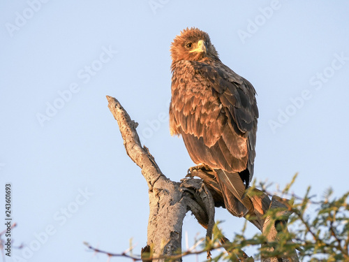 tawny eagle perched in a tree early in the morning at serengeti national park in tanzania