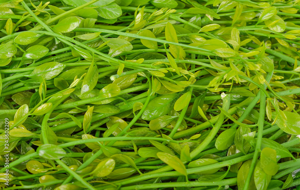 melientha suavis pierre vegetables for cooking. (Pak-wan-pa) melientha suavis pierre vegetables for cooking. (Pak-wan-pa)