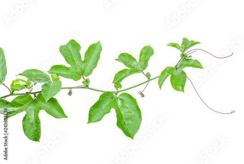 Passion fruit's bright green leave on white background