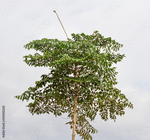 Broken Bone tree fruit photo