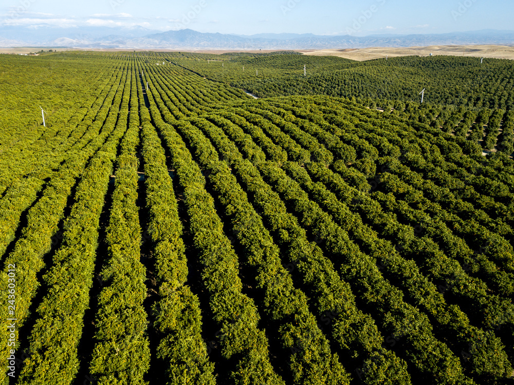 Green Orange Stripes - Orange grove rows point to the southern Sierra Nevada foothills. Richgrove, California, USA