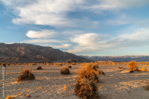 Resembling corn on a harvest field, arrowweed plants on mounds of sand, Devil's Cornfield, Death Valley National Park, California photo