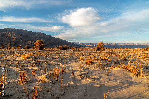 Resembling corn on a harvest field, arrowweed plants on mounds of sand, Devil's Cornfield, Death Valley National Park, California photo