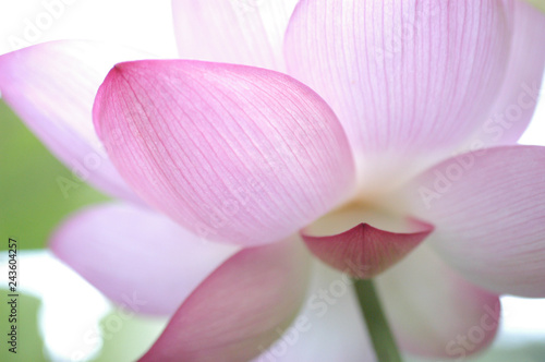 Shining Lotus Flower -                   