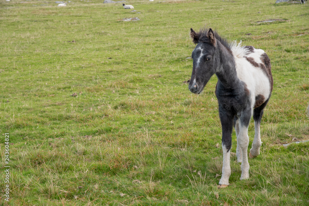 Wild foal in the Bodmin Moor in Cornwall, England. Wild foal in the Bodmin Moor in Cornwall, England.