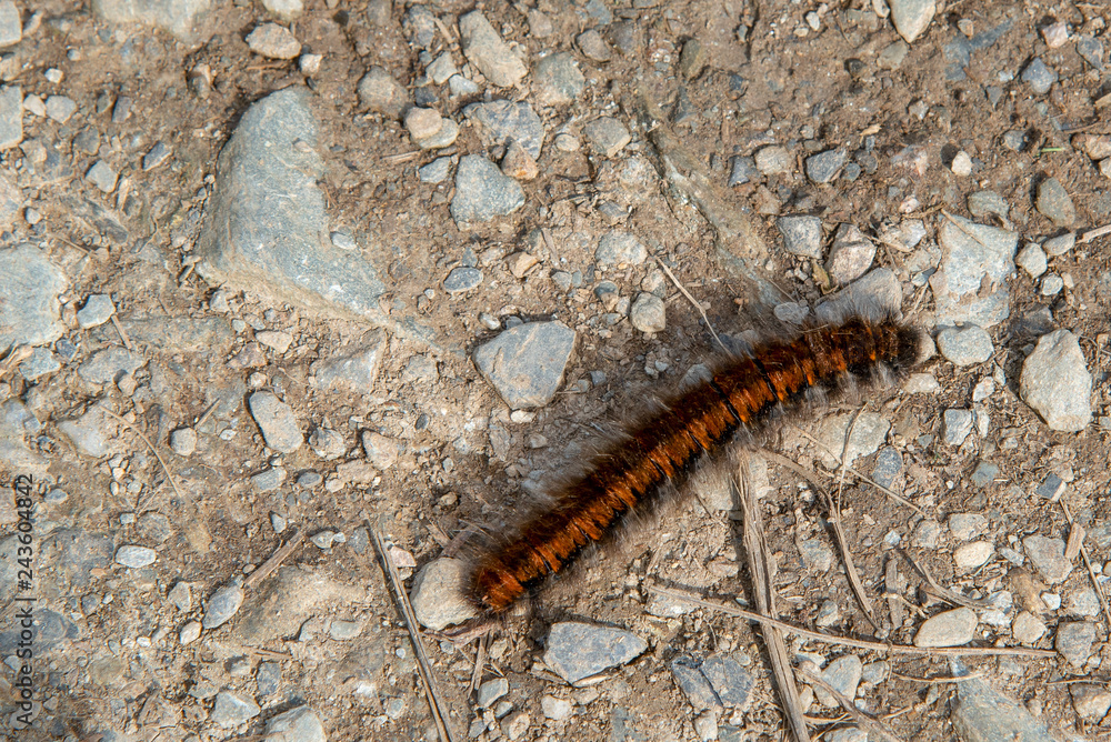 Caterpillar of the fox moth (Macrothylacia rubi) on the Coast Path in Cornwall, England. Caterpillar of the fox moth (Macrothylacia rubi) on the Coast Path in Cornwall, England.