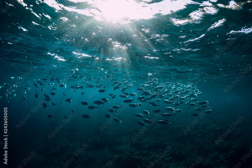 Underwater wild world with tuna school fishes