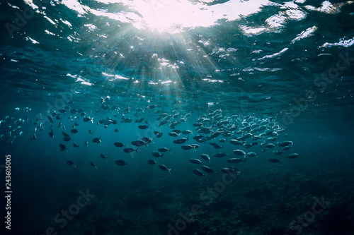 Underwater wild world with tuna school fishes