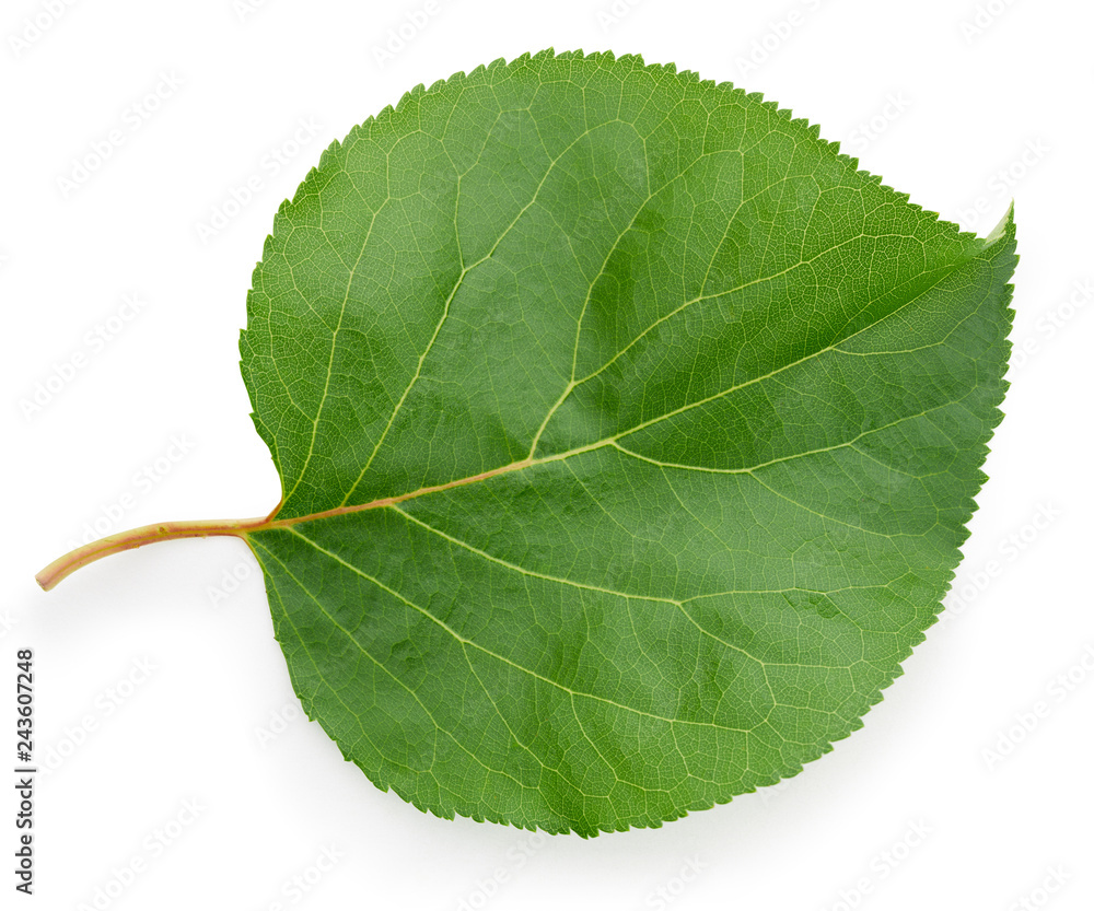 Fototapeta premium green leaf isolated