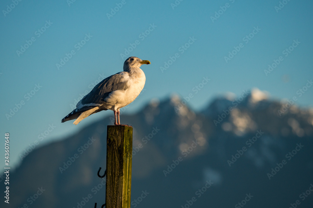 one seagull resting on top of wooden pole under the blue sky with snow covered mountain in the background one seagull resting on top of wooden pole under the blue sky with snow covered mountain in the background
