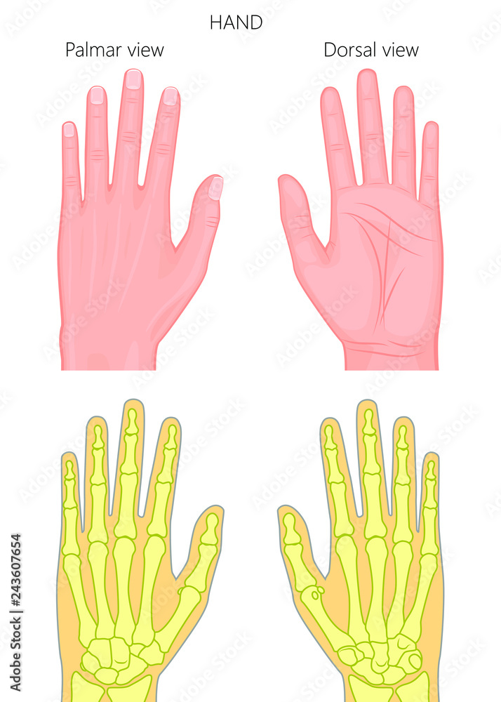 Dorsal Hand Dorsal Hand