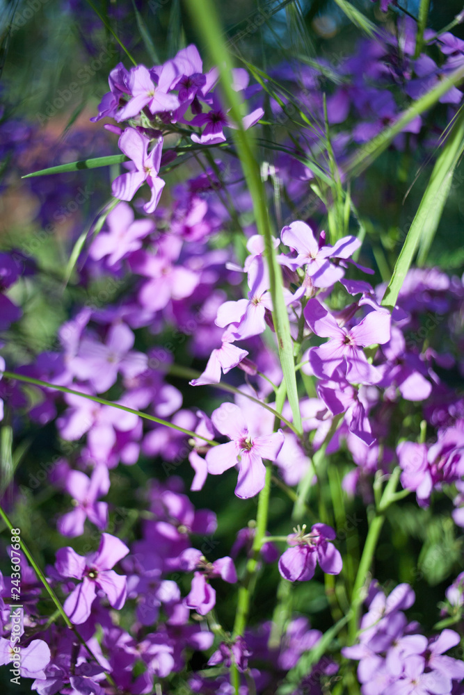 Fototapeta premium Colorful image wild flowers of clover in a meadow