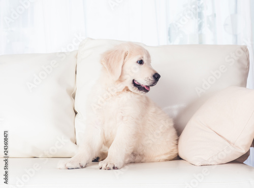 Fototapeta Naklejka Na Ścianę i Meble -  puppie on sofa
