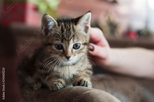 Girl stroking a kitten